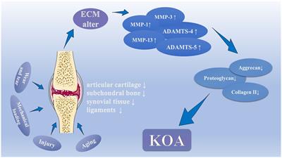 Benefits and Mechanisms of Exercise Training for Knee Osteoarthritis